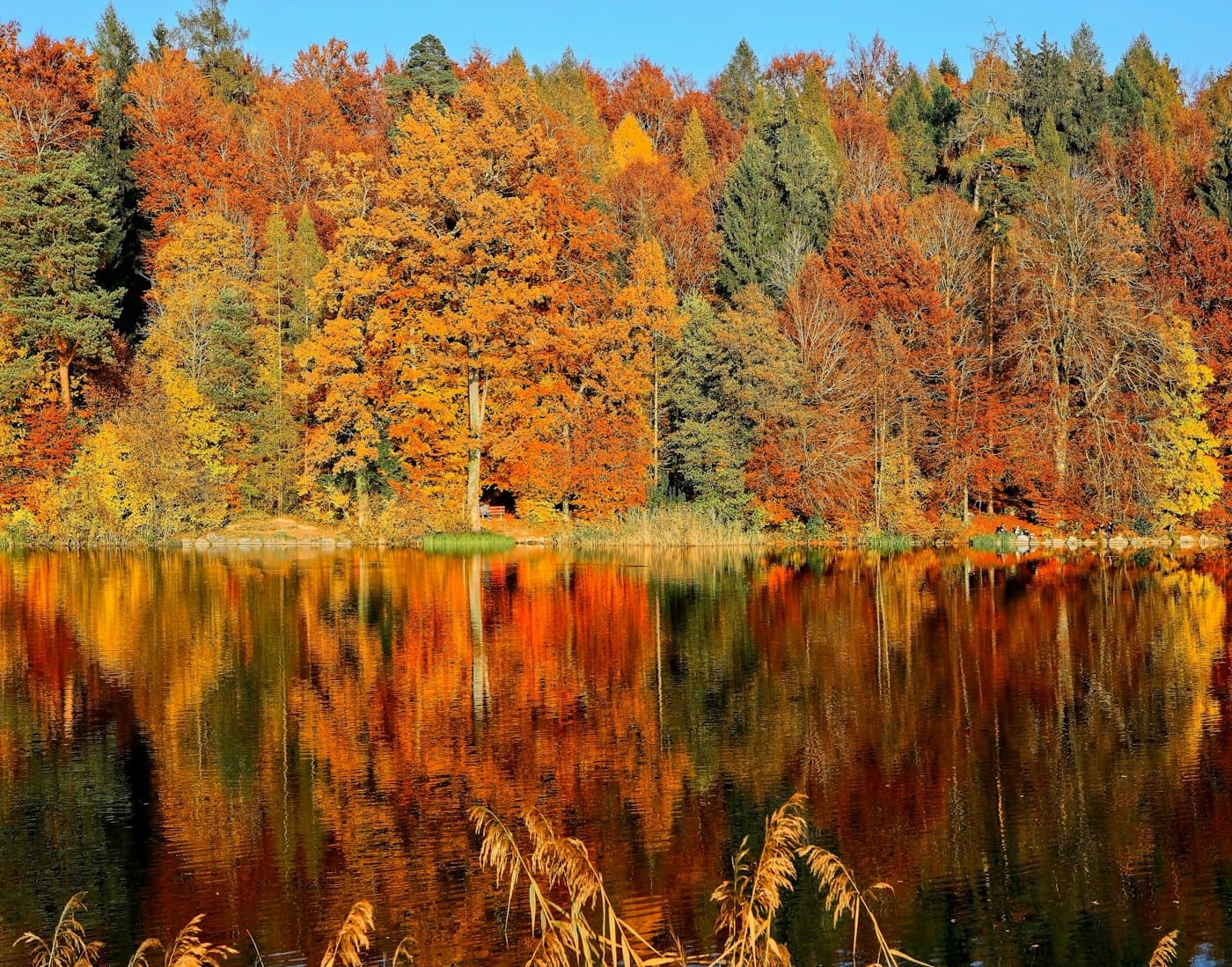 Autumn leaves on the ground, the kind children gather on the trail
