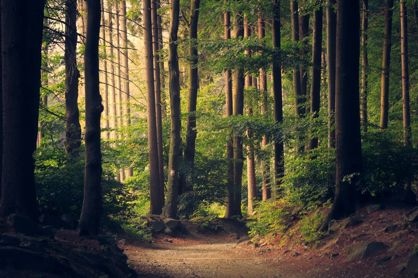 A sunlit trail through tall trees, like the Grand River trails near Doon